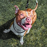 Scooby is registered to the contest to win money with this photo: dog, grass, leash, outdoor, pet, happy, canine, animal, brown_and_white, tongue_out, sunlight, ears_up, playful, nature, collar, smiling, looking_up, cute, friendly, daytime