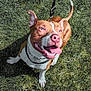 dog, grass, leash, outdoor, pet, happy, canine, animal, brown_and_white, tongue_out, sunlight, ears_up, playful, nature, collar, smiling, looking_up, cute, friendly, daytime