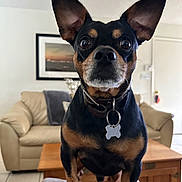 Bear is registered to the contest to win money with this photo: dog, pet, canine, small_dog, black_and_tan, ears, collar, tag, couch, living_room, furniture, coffee_table, home, indoor, floor_tiles, curious, alert, portrait, animal, close_up