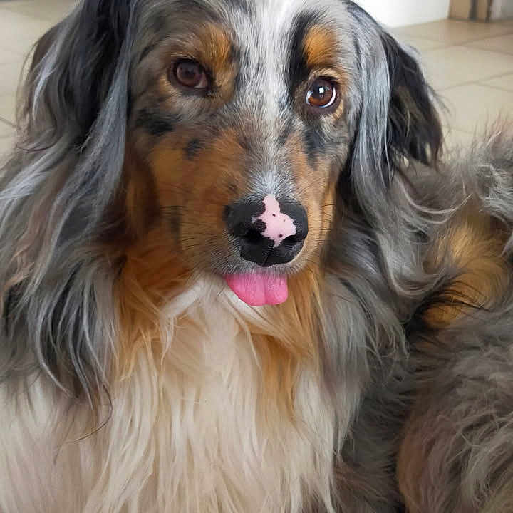 Uxo participe au concours pour gagner de l'argent avec cette photo : animal, bodypart, cabinet, canine, cockerspaniel, collie, device, dog, drawer, face, furniture, head, hound, indoors, mouth, person, pet, photography, portrait, puppy