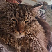 Sushi participe au concours pour gagner de l'argent avec cette photo : cat, tabby, long_hair, sleeping, close_up, feline, pet, whiskers, cozy, indoor, resting, fluffy, cute, mammal, animal, domestic, soft, relaxation, peaceful, fur