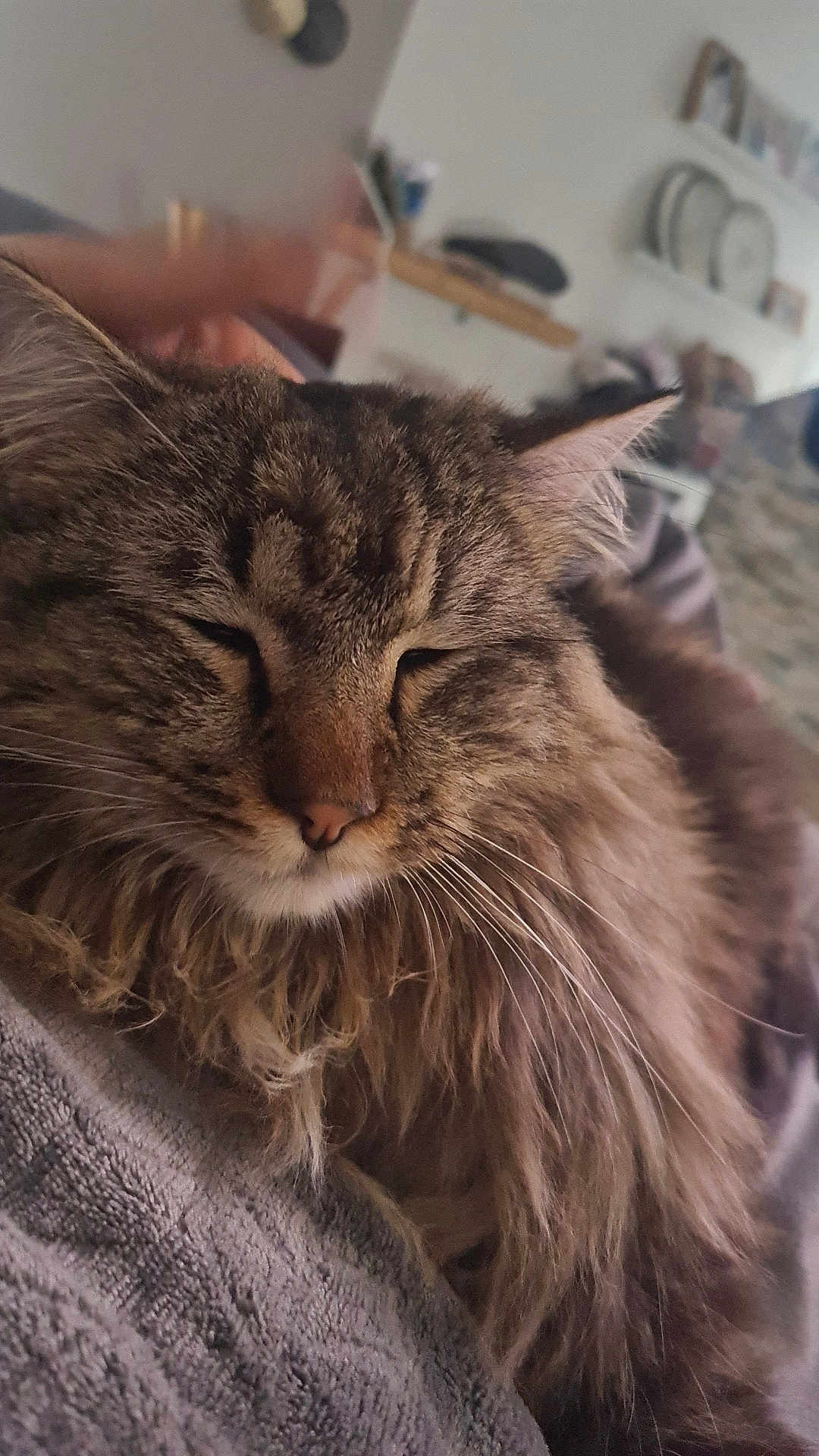 Sushi participe au concours pour gagner de l'argent avec cette photo : cat, tabby, long_hair, sleeping, close_up, feline, pet, whiskers, cozy, indoor, resting, fluffy, cute, mammal, animal, domestic, soft, relaxation, peaceful, fur