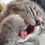 cat, kitten, gray_fur, paw, mouth_open, whiskers, close_up, sleepy, adorable, feline, pet, animal, fur_texture, indoor, cute, small, young, tabby, soft, nibble