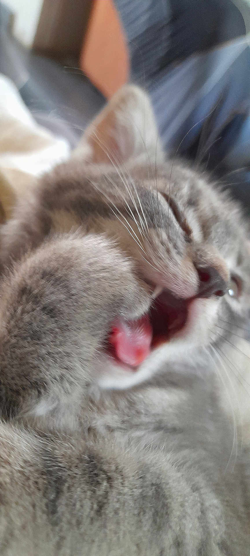 Hermione participe au concours pour gagner de l'argent avec cette photo : cat, kitten, gray_fur, paw, mouth_open, whiskers, close_up, sleepy, adorable, feline, pet, animal, fur_texture, indoor, cute, small, young, tabby, soft, nibble