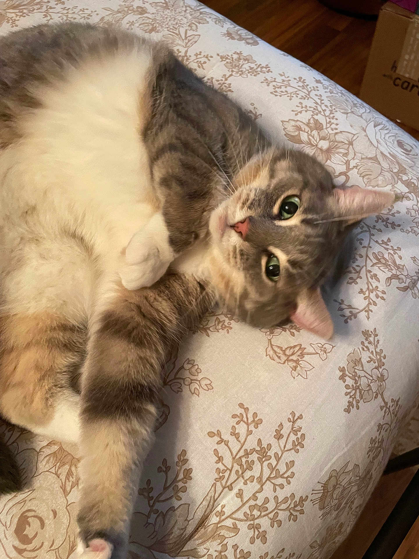 Mittens joined the competition — help win amazing prizes! cat, fluffy, pet, animal, feline, lying_down, bedspread, patterned, indoor, relaxed, curious, whiskers, ears, paws, fur, domestic_animal, cute, resting, closeup, tabby