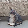 Mittens joined the competition — help win amazing prizes! cat, sitting, couch, indoor, pet, feline, patterned_cushion, relaxed, side_view, home, fur, animal, cute, domestic, resting, whiskers, paws, tabby, gray, white