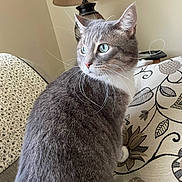Mittens is registered to the contest to win money with this photo: cat, gray_cat, blue_eyes, whiskers, indoor, couch, lamp, floral_pattern, furniture, pet, domestic_animal, looking_away, fur, close_up, household, cozy, relaxed, animal_portrait, side_view