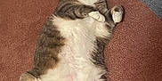 Mittens is registered to the contest to win money with this photo: cat, feline, pet, lying_down, carpet, fluffy, chubby, relaxed, indoor, cute, paws, belly, tabby, white_fur, gray_fur, tail, animal, domestic, resting, looking_at_camera