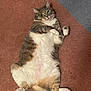 cat, feline, pet, lying_down, carpet, fluffy, chubby, relaxed, indoor, cute, paws, belly, tabby, white_fur, gray_fur, tail, animal, domestic, resting, looking_at_camera
