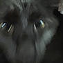 cat, black_cat, closeup, face, eyes, pet, animal, feline, dark, blurry, grainy, mysterious, indoor, portrait, whiskers, fur, reflection, close_range, shadow, domestic_animal