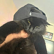 Bullet is registered to the contest to win money with this photo: cat, black_cat, pet, indoor, cap, baseball_cap, hand, fluffy, fur, yellow_eyes, animal, domestic_animal, portrait, closeup, mammal, feline, looking_down, household, living_room, casual