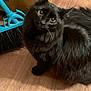 cat, black_cat, fluffy, indoor, floor, wooden_floor, broom, household, pet, animal, curious, looking_up, furniture, domestic, whiskers, ears, eyes, fur, closeup, mammal
