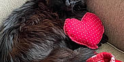Bullet joined the competition — help win amazing prizes! black_cat, cat, pet, feline, couch, furniture, heart_pillow, red_pillow, polka_dots, blanket, red_blanket, patterned_blanket, cozy, indoor, resting, fur, animal, cute, relaxed, domestic_animal