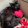 black_cat, cat, pet, feline, couch, furniture, heart_pillow, red_pillow, polka_dots, blanket, red_blanket, patterned_blanket, cozy, indoor, resting, fur, animal, cute, relaxed, domestic_animal