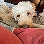 Sadie joined the competition — help win amazing prizes! dog, pet, indoor, cozy, carpet, furniture, wood, lap, resting, curly_fur, close_up, brown_eyes, snout, soft_light, person, sleeve, casual_clothing, home, relaxed, companion
