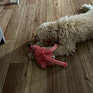 Sadie is registered to the contest to win money with this photo: animal, calm, dog, domestic_animal, flamingo_toy, flooring, fluffy, fur, home, indoor, laying_down, pet, pink_toy, plush_toy, quiet, relaxed, resting, toy, white_dog, wooden_floor