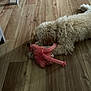 animal, calm, dog, domestic_animal, flamingo_toy, flooring, fluffy, fur, home, indoor, laying_down, pet, pink_toy, plush_toy, quiet, relaxed, resting, toy, white_dog, wooden_floor