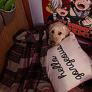 Sadie is registered to the contest to win money with this photo: dog, blanket, pillow, plaid, carpet, poster, anime, indoor, wooden_door, resting, cute, pet, fur, eyes, snuggled, cozy, text_on_pillow, colorful, wall, room