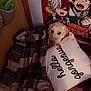 Sadie is registered to the contest to win money with this photo: anime, blanket, carpet, colorful, cozy, cute, dog, eyes, fur, indoor, pet, pillow, plaid, poster, resting, room, snuggled, text_on_pillow, wall, wooden_door