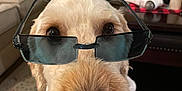 Sadie joined the competition — help win amazing prizes! dog, sunglasses, red_scarf, indoor, living_room, carpet, sofa, table, decor, pet, canine, close_up, portrait, fur, nose, collar, cute, animal, domestic, accessory