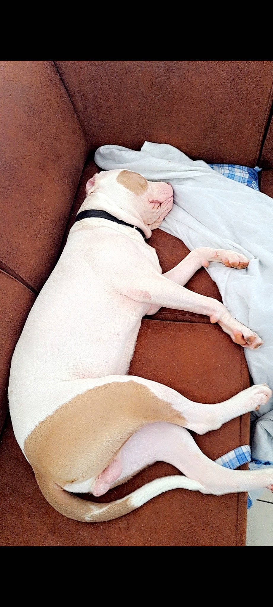 Apache a rejoint le concours — aidez-le/la à gagner de superbes lots ! abdomen, carnivore, chest, comfort, companion_dog, dog, elbow, flesh, foot, human_leg, knee, linens, nail, pattern, peach, stomach, thigh, thumb, trunk, wrist