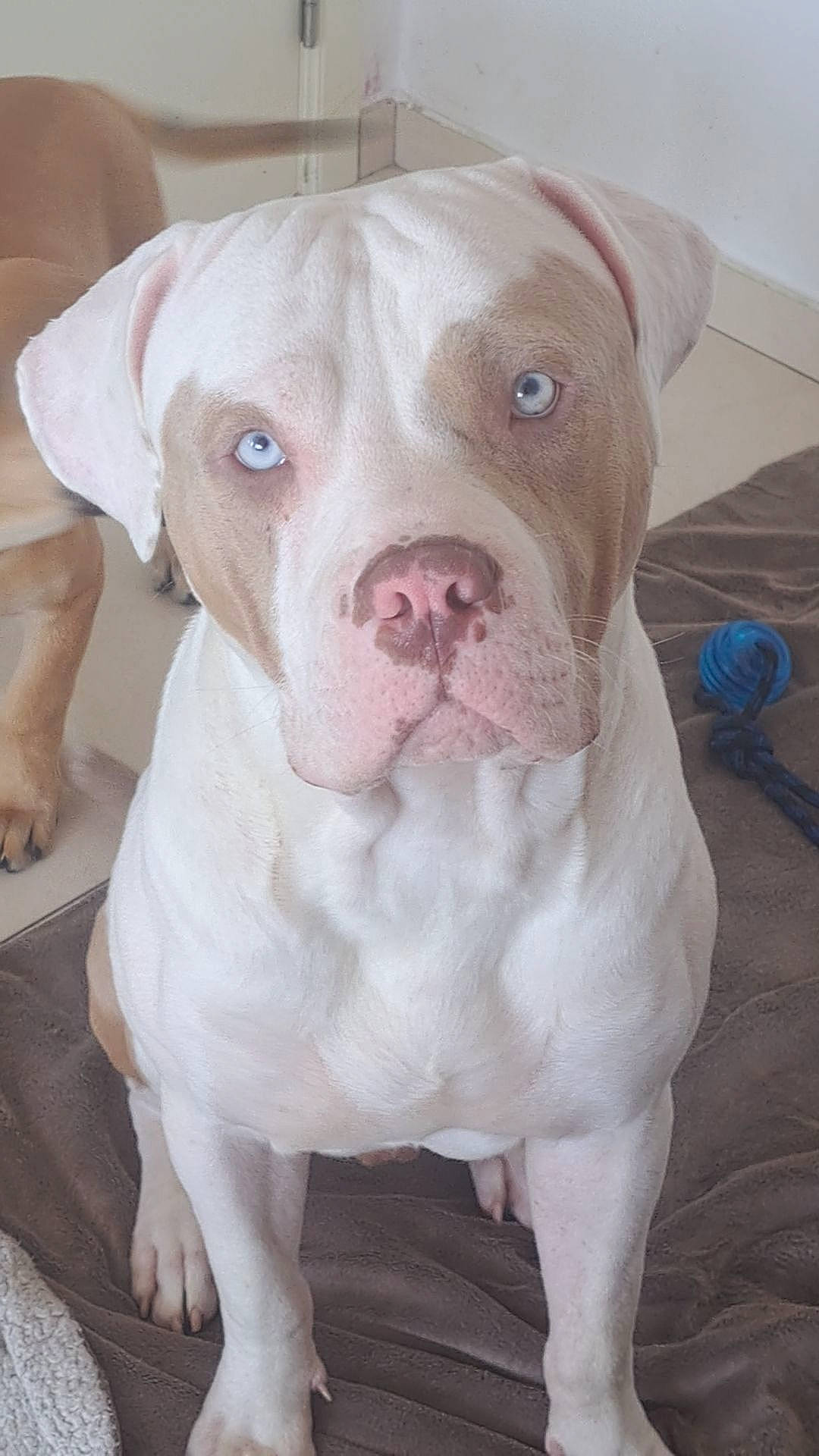 Apache participe au concours pour gagner de l'argent avec cette photo : carnivore, companion_dog, dog, dog_breed, ear, fawn, fur, non_sporting_group, pet_supply, snout, sporting_group, whiskers, working_animal, wrinkle