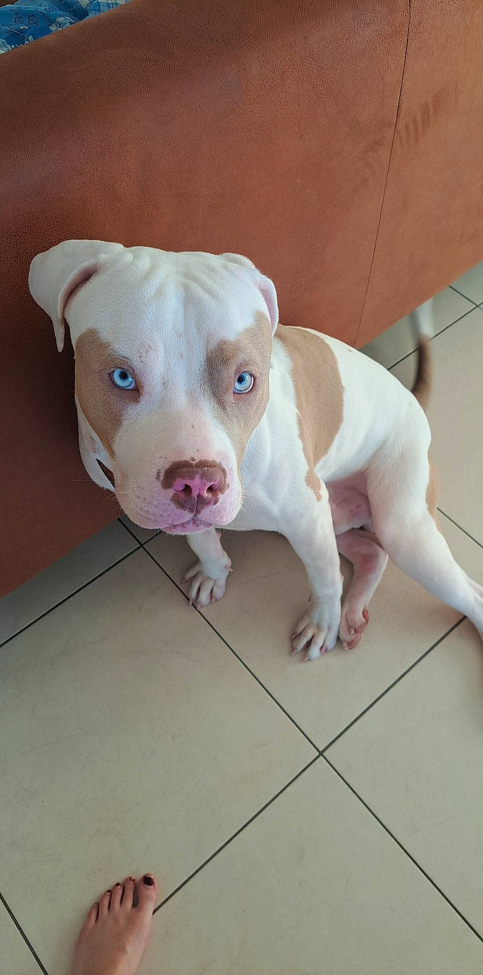 Apache participe au concours pour gagner de l'argent avec cette photo : canidae, carnivore, collar, companion_dog, dog, dog_breed, dog_supply, fawn, flooring, hardwood, non_sporting_group, paw, pet_supply, snout, sporting_group, tail, terrestrial_animal, whiskers, wood, working_animal