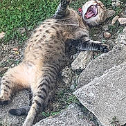 Caline participe au concours pour gagner de l'argent avec cette photo : cat, tabby, spotted, fur, outdoor, grass, rocks, playful, lying_down, yawning, mouth_open, paws, collar, nature, animal, pet, relaxed, sleepy, wildlife, sunlight