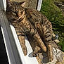 cat, tabby_cat, animal, pet, windowsill, sunlight, outdoor, relaxed, fur, whiskers, ear, paw, garden, concrete, wall, shadow, daylight, nature, window, resting
