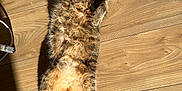 Caline participe au concours pour gagner de l'argent avec cette photo : cat, tabby, lying_down, wooden_floor, sunlight, pet, fur, indoor, relaxed, playful, animal, cute, whiskers, ears, tail, paw, domestic, feline, shadow, expression