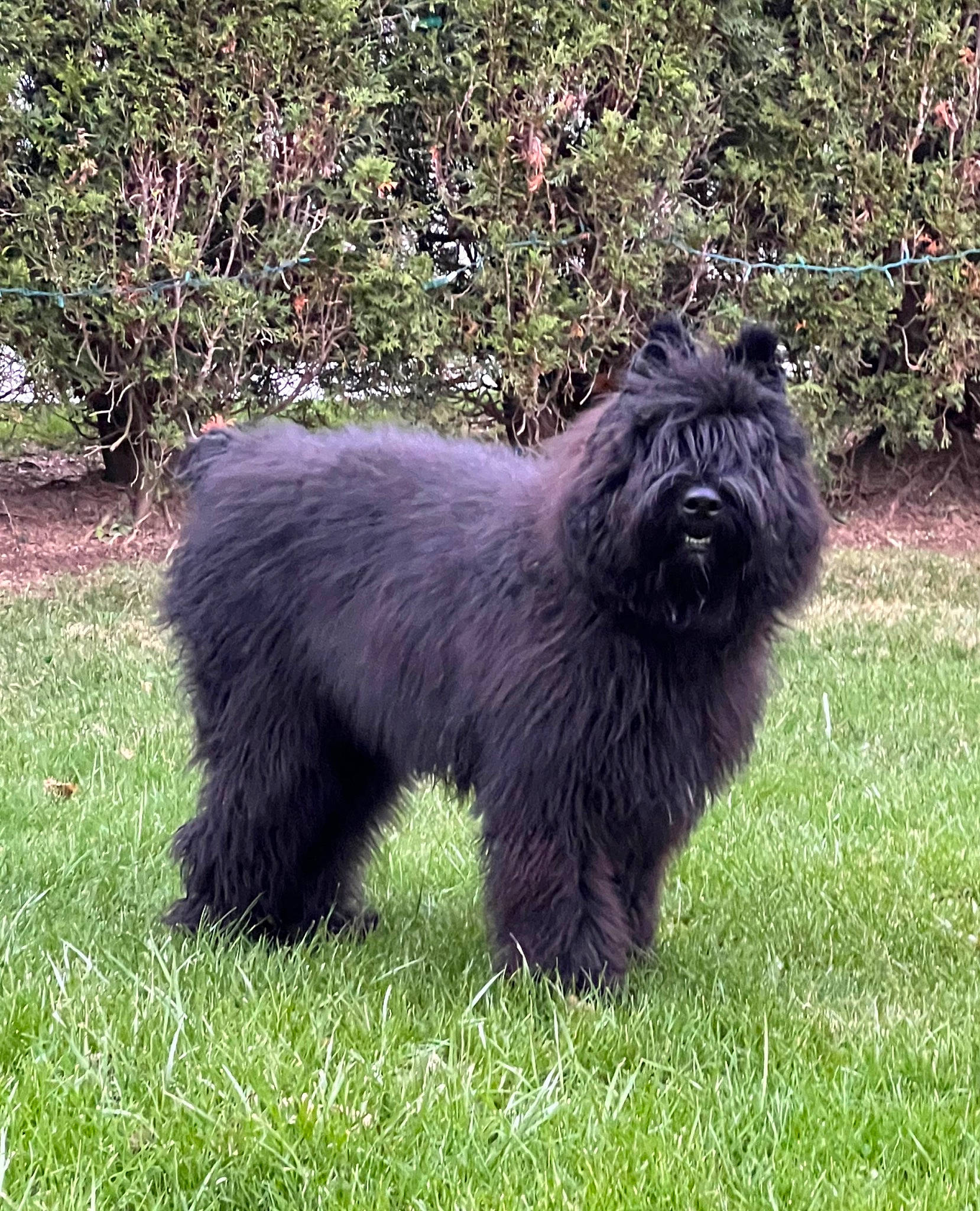 Occam joined the competition — help win amazing prizes! canidae, carnivore, companion_dog, dog, dog_breed, fur, giant_dog_breed, grass, grassland, groundcover, liver, non_sporting_group, plant, snout, sporting_group, terrestrial_animal, terrier, wildlife, working_animal, working_dog