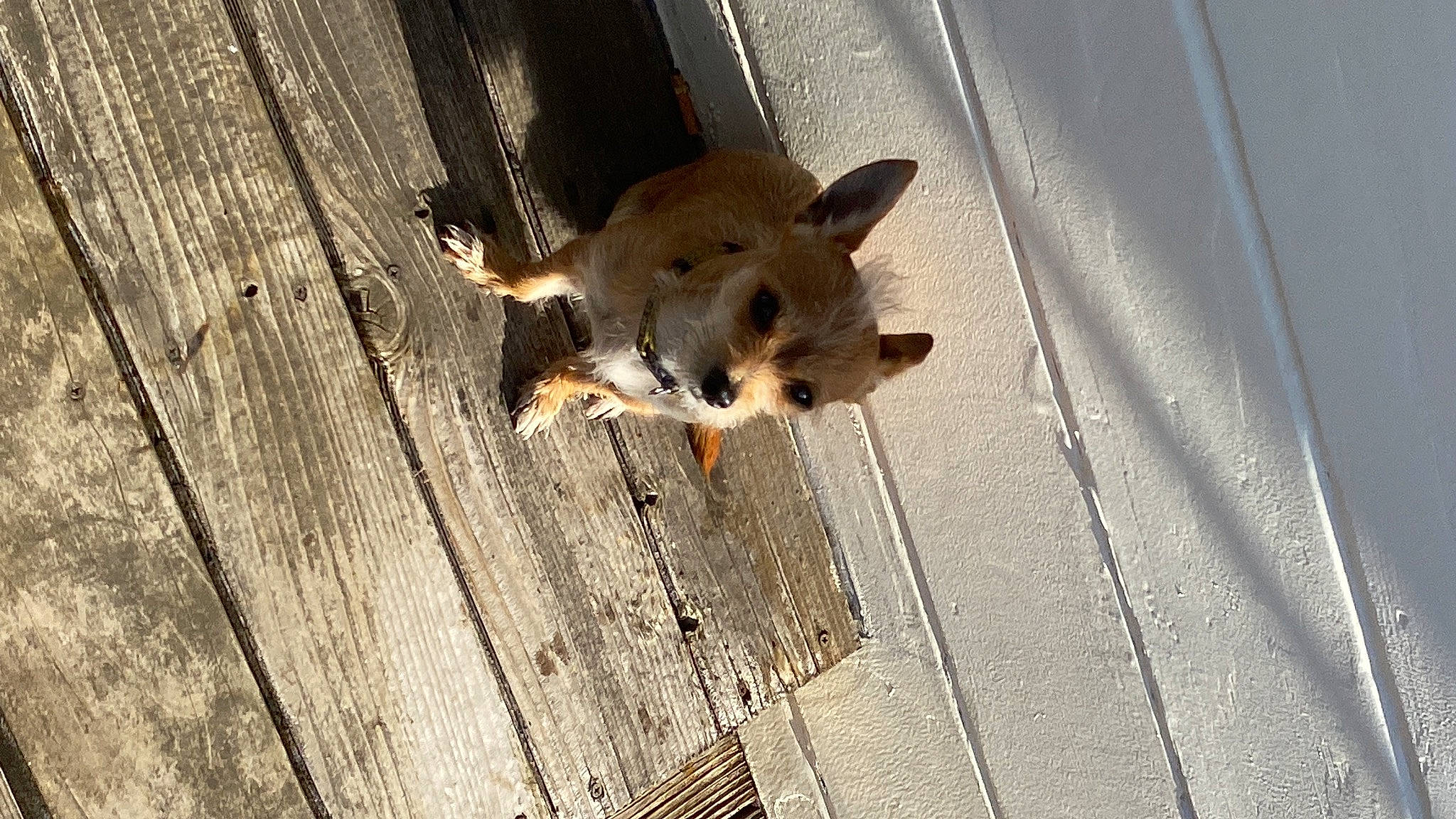 Pookie-dew joined the competition — help win amazing prizes! carnivore, companion_dog, dog_breed, fawn, felidae, fur, hardwood, lumber, marsupial, pest, plank, rodent, shadow, snout, tail, terrestrial_animal, whiskers, wood, wood_stain, working_animal