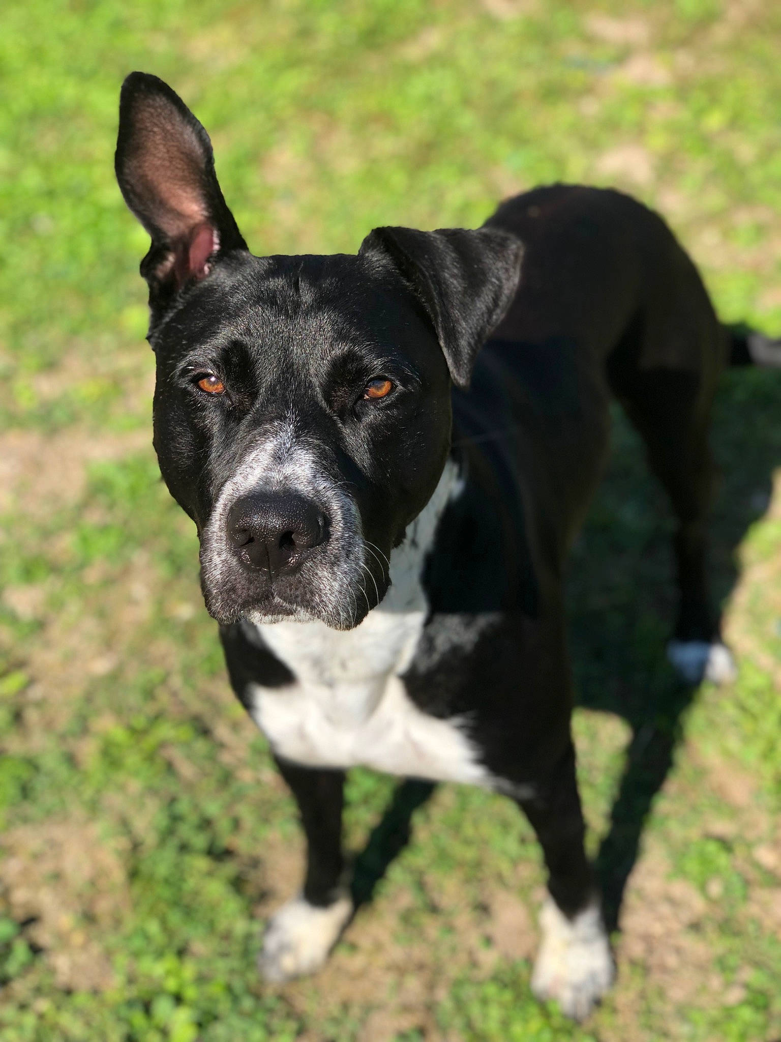 Stiles participe au concours pour gagner de l'argent avec cette photo : canidae, carnivore, collar, companion_dog, dog, dog_breed, dog_collar, dog_supply, fawn, grass, hunting_dog, non_sporting_group, plant, snout, sporting_group, tail, terrestrial_animal, whiskers, working_animal, working_dog