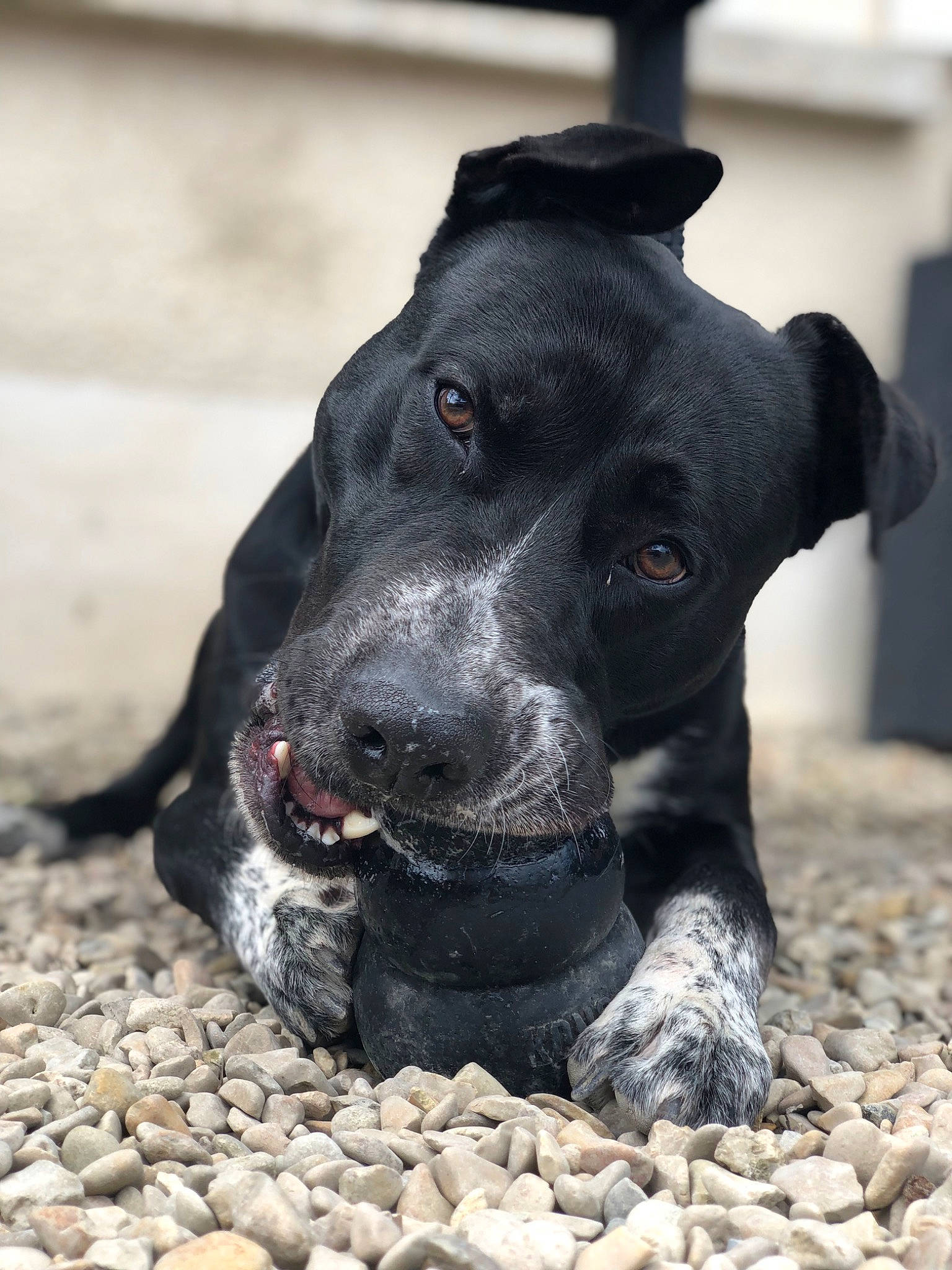 Stiles a rejoint le concours — aidez-le/la à gagner de superbes lots ! borador, canidae, carnivore, collar, companion_dog, dog, dog_breed, dog_collar, eye, fur, non_sporting_group, pebble, plant, rock, soil, sporting_group, terrestrial_animal, whiskers, working_animal, working_dog