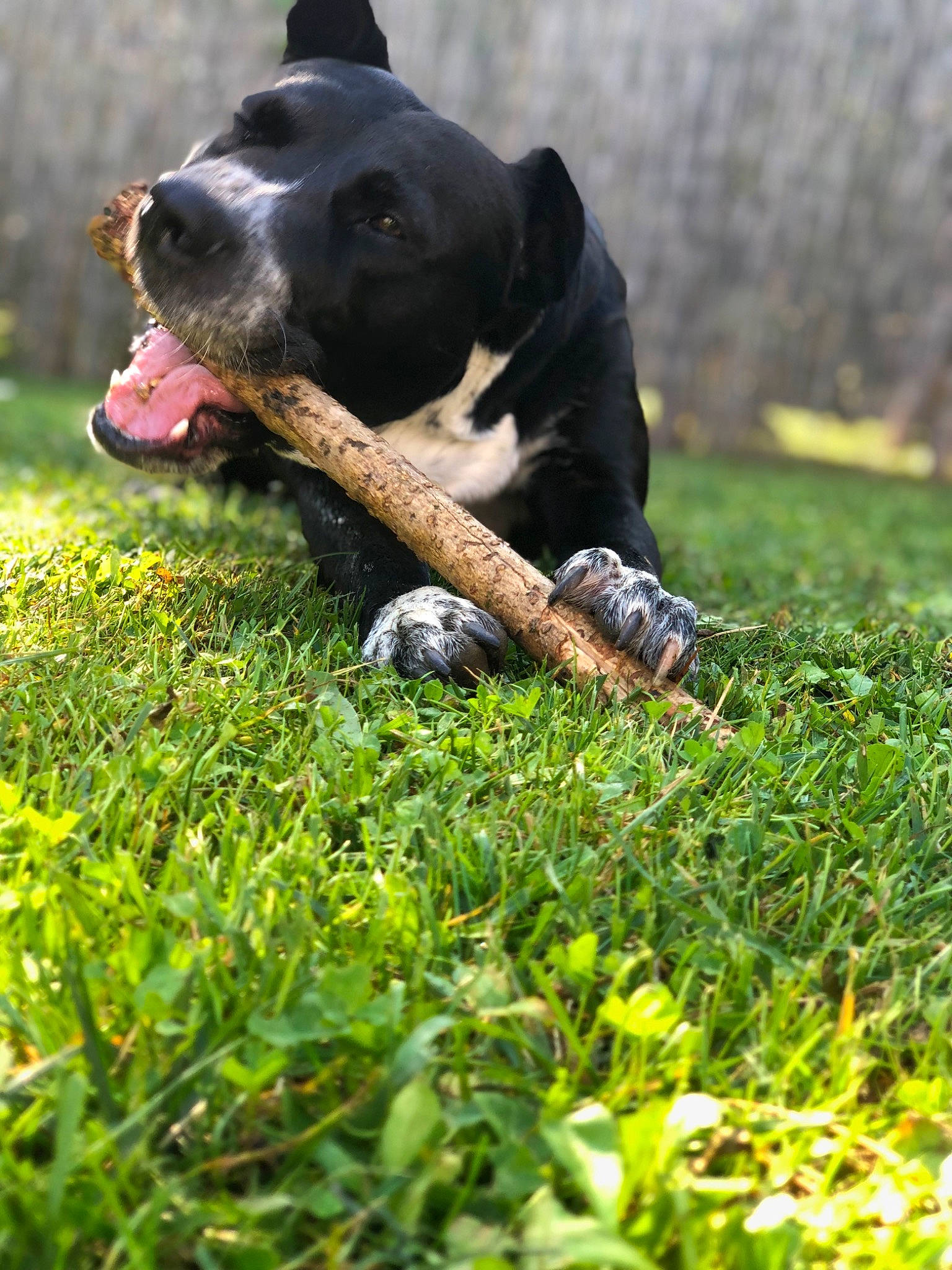 Stiles participe au concours pour gagner de l'argent avec cette photo : ball, carnivore, collar, companion_dog, dog, dog_breed, fawn, grass, grassland, lawn, mammal, people_in_nature, plant, snout, sporting_group, tail, terrestrial_animal, vertebrate, whiskers, working_animal