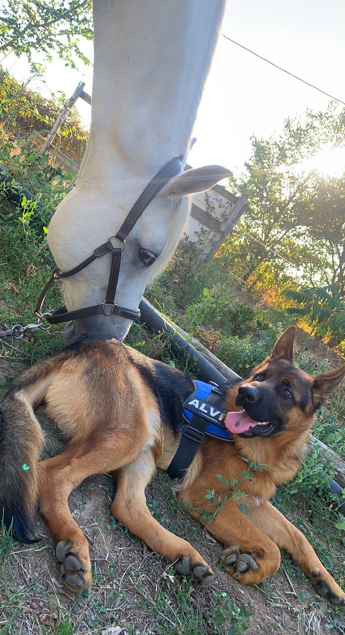 Alvin participe au concours pour gagner de l'argent avec cette photo : carnivore, collar, companion_dog, dog, dog_breed, dog_collar, fawn, grass, human_leg, knee, leash, mammal, pet_supply, plant, sky, snout, tail, tree, vertebrate, working_animal