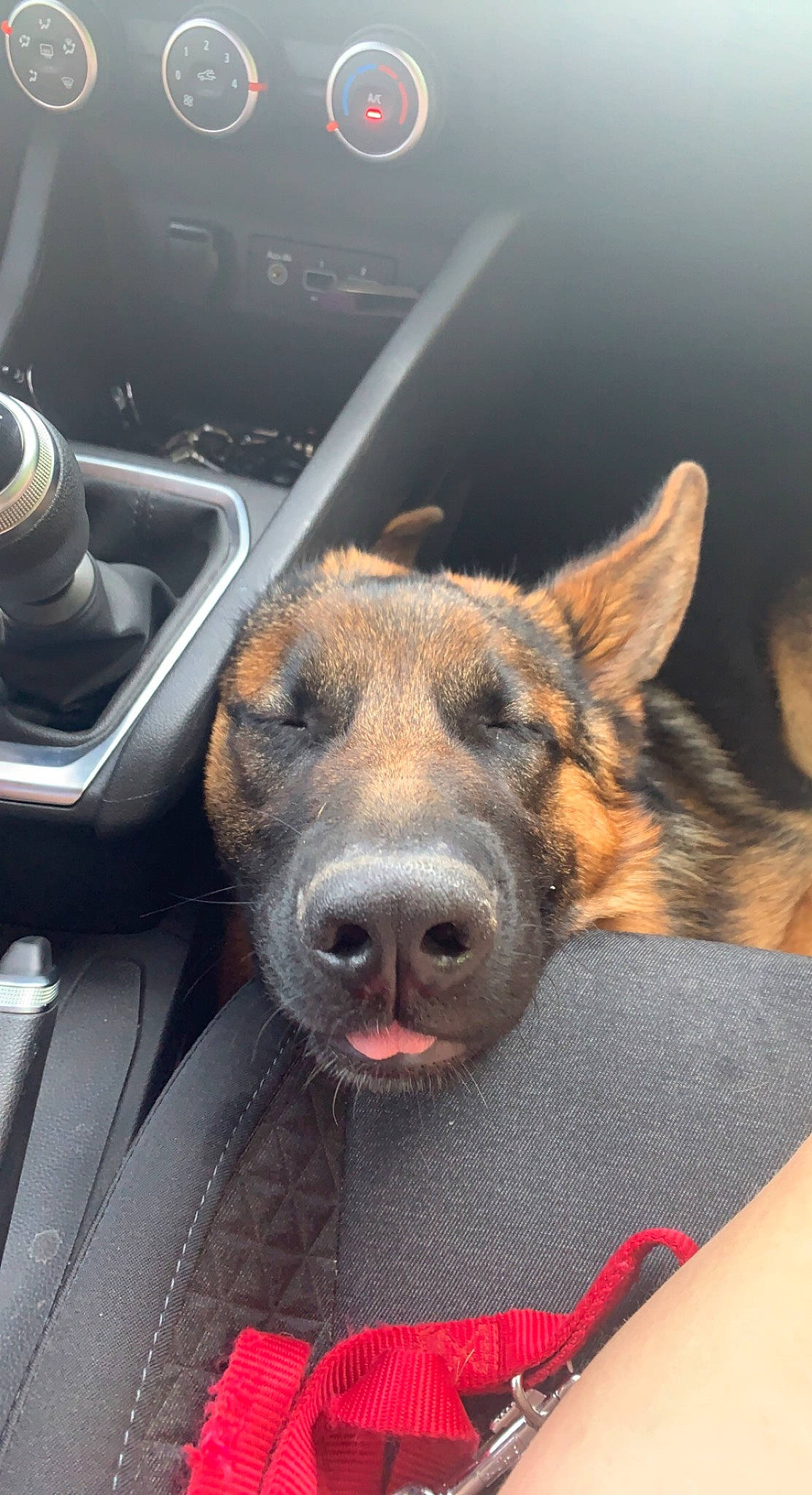 Alvin participe au concours pour gagner de l'argent avec cette photo : car, carnivore, companion_dog, dog, dog_breed, east_european_shepherd, family_car, fawn, fur, german_shepherd_dog, herding_dog, motor_vehicle, old_german_shepherd_dog, personal_luxury_car, snout, steering_wheel, vehicle, vehicle_door, whiskers, windshield