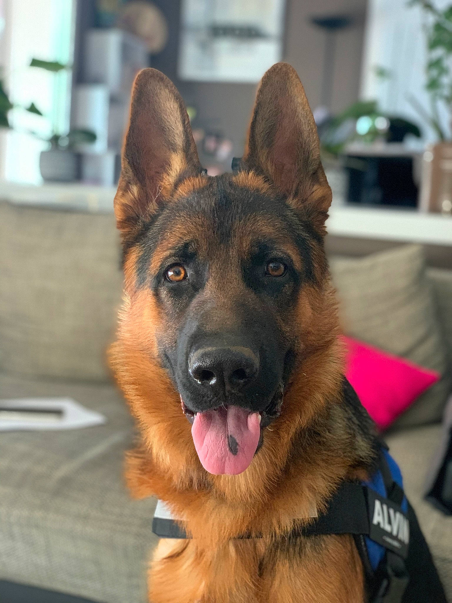 Alvin a rejoint le concours — aidez-le/la à gagner de superbes lots ! carnivore, collar, companion_dog, dog, dog_breed, east_european_shepherd, fawn, flowerpot, fur, german_shepherd_dog, herding_dog, houseplant, king_shepherd, old_german_shepherd_dog, plant, snout, sporting_group, whiskers, window, working_dog