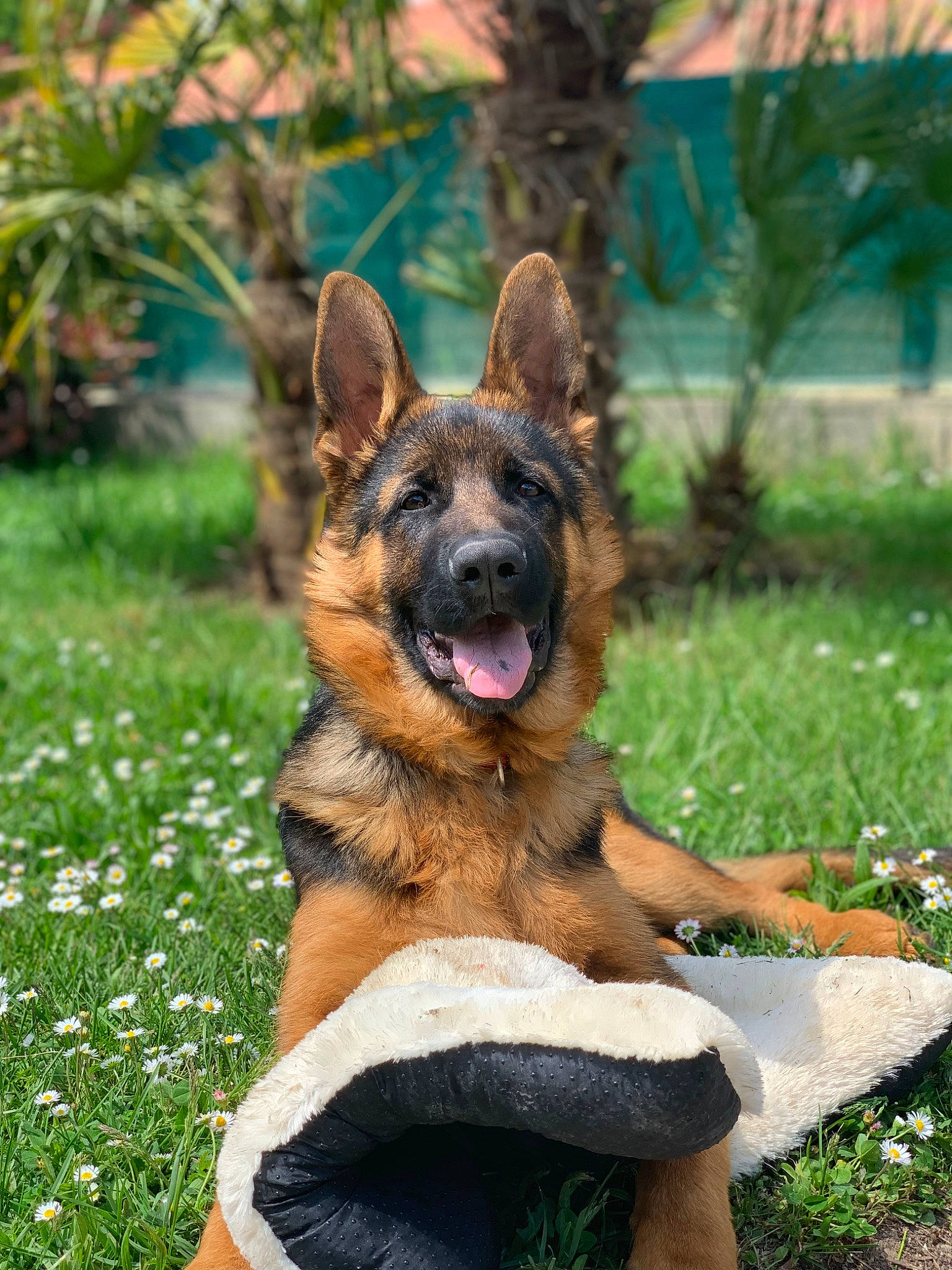 Alvin a rejoint le concours — aidez-le/la à gagner de superbes lots ! canidae, carnivore, companion_dog, dog, dog_breed, dog_supply, east_european_shepherd, fawn, fur, german_shepherd_dog, grass, groundcover, guard_dog, herding_dog, old_german_shepherd_dog, plant, snout, sporting_group, tree, working_dog