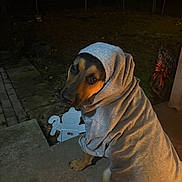 Harley is registered to the contest to win money with this photo: animal, bow, canine, christmas_sign, clothing, concrete, cute, dark, dog, festive, hoodie, looking_back, mammal, night, outdoor, pet, portrait, shadow, step, warm_lighting