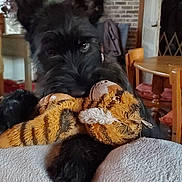 Voyou participe au concours pour gagner de l'argent avec cette photo : animal, architecture, ball, bed, bedroom, brick, building, canine, couch, dog, football, furniture, hardwood, indoors, livingroom, pet, puppy, room, terrier, wood