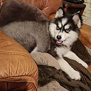 Alanya a rejoint le concours — aidez-le/la à gagner de superbes lots ! animal, blanket, blue_eyes, brown, comfortable, cozy, cute, dog, fur, furniture, home, husky, indoor, leather_chair, pet, puppy, relaxing, smiling, tongue_out, young_dog