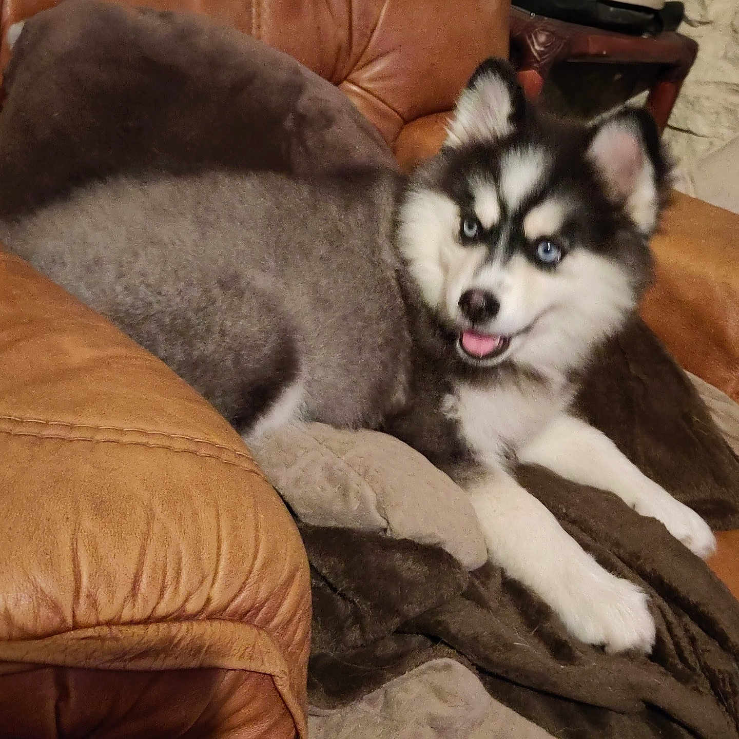 Alanya a rejoint le concours — aidez-le/la à gagner de superbes lots ! animal, blanket, blue_eyes, brown, comfortable, cozy, cute, dog, fur, furniture, home, husky, indoor, leather_chair, pet, puppy, relaxing, smiling, tongue_out, young_dog