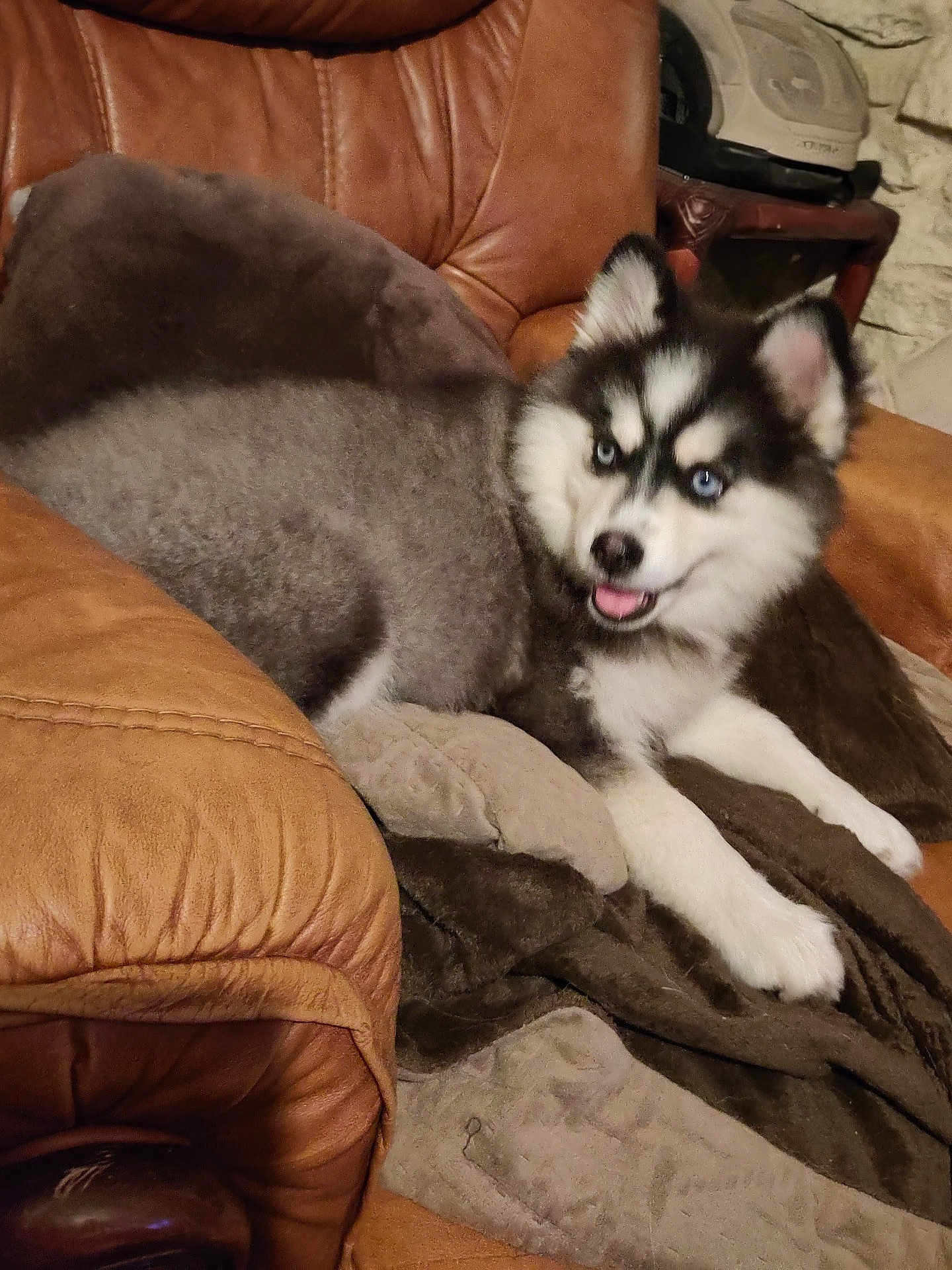 Alanya a rejoint le concours — aidez-le/la à gagner de superbes lots ! animal, blanket, blue_eyes, brown, comfortable, cozy, cute, dog, fur, furniture, home, husky, indoor, leather_chair, pet, puppy, relaxing, smiling, tongue_out, young_dog