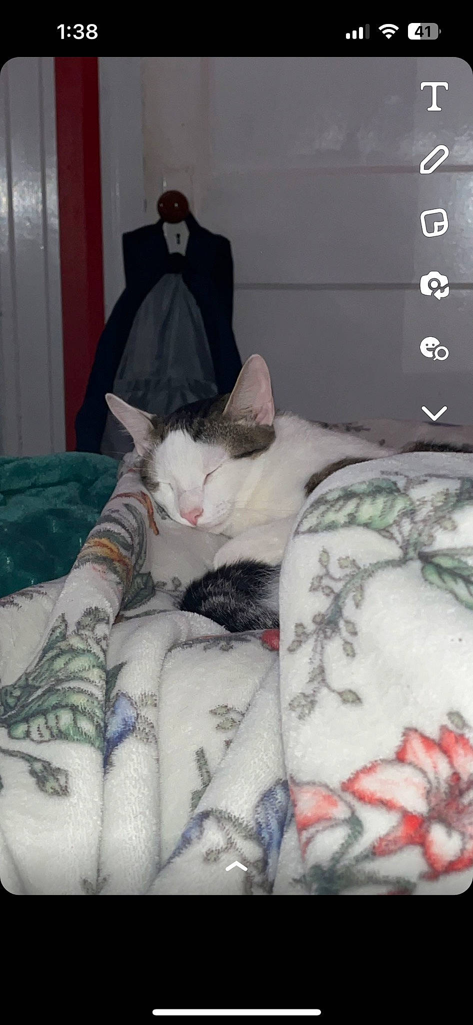 Cosmo is registered to the contest to win money with this photo: bed, bed_sheet, bedding, carnivore, cat, comfort, curtain, domestic_short_haired_cat, felidae, fur, grey, linens, mammal, nap, pattern, room, small_to_medium_sized_cats, tail, vertebrate, whiskers
