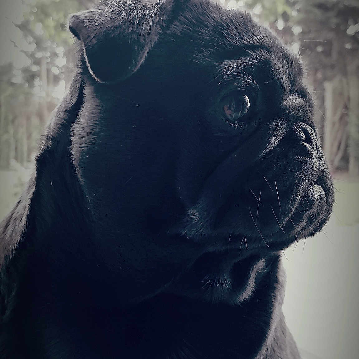 April participe au concours pour gagner de l'argent avec cette photo : dog, pug, black_pug, portrait, close_up, pet, animal, fur, side_view, outdoor, nature, greenery, cute, canine, domestic_animal, looking_away, whiskers, snout, ears, soft_light