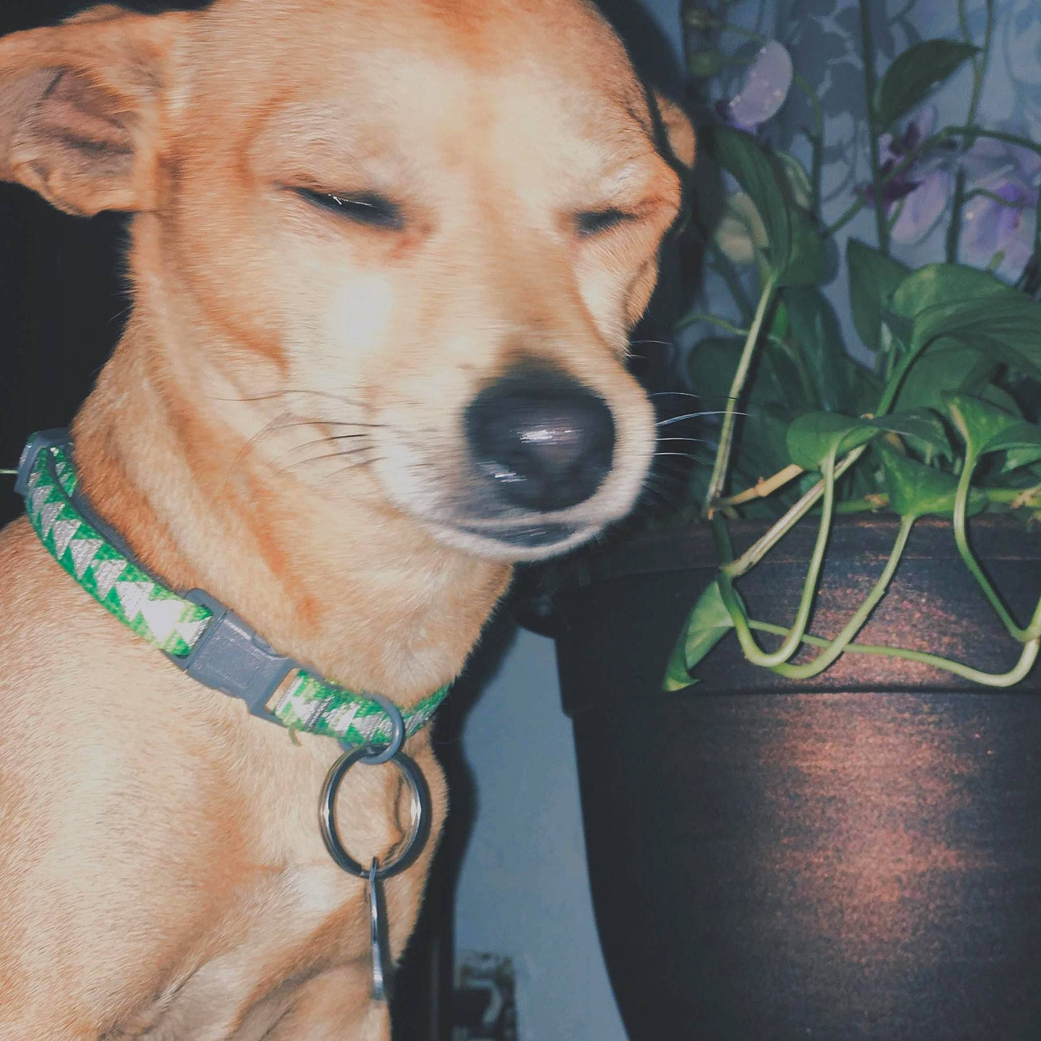 Papi joined the competition — help win amazing prizes! canidae, carnivore, collar, companion_dog, dog, dog_breed, dog_collar, dog_supply, electric_blue, fashion_accessory, fawn, fur, jewellery, leash, pet_supply, plant, snout, sporting_group, whiskers, working_animal