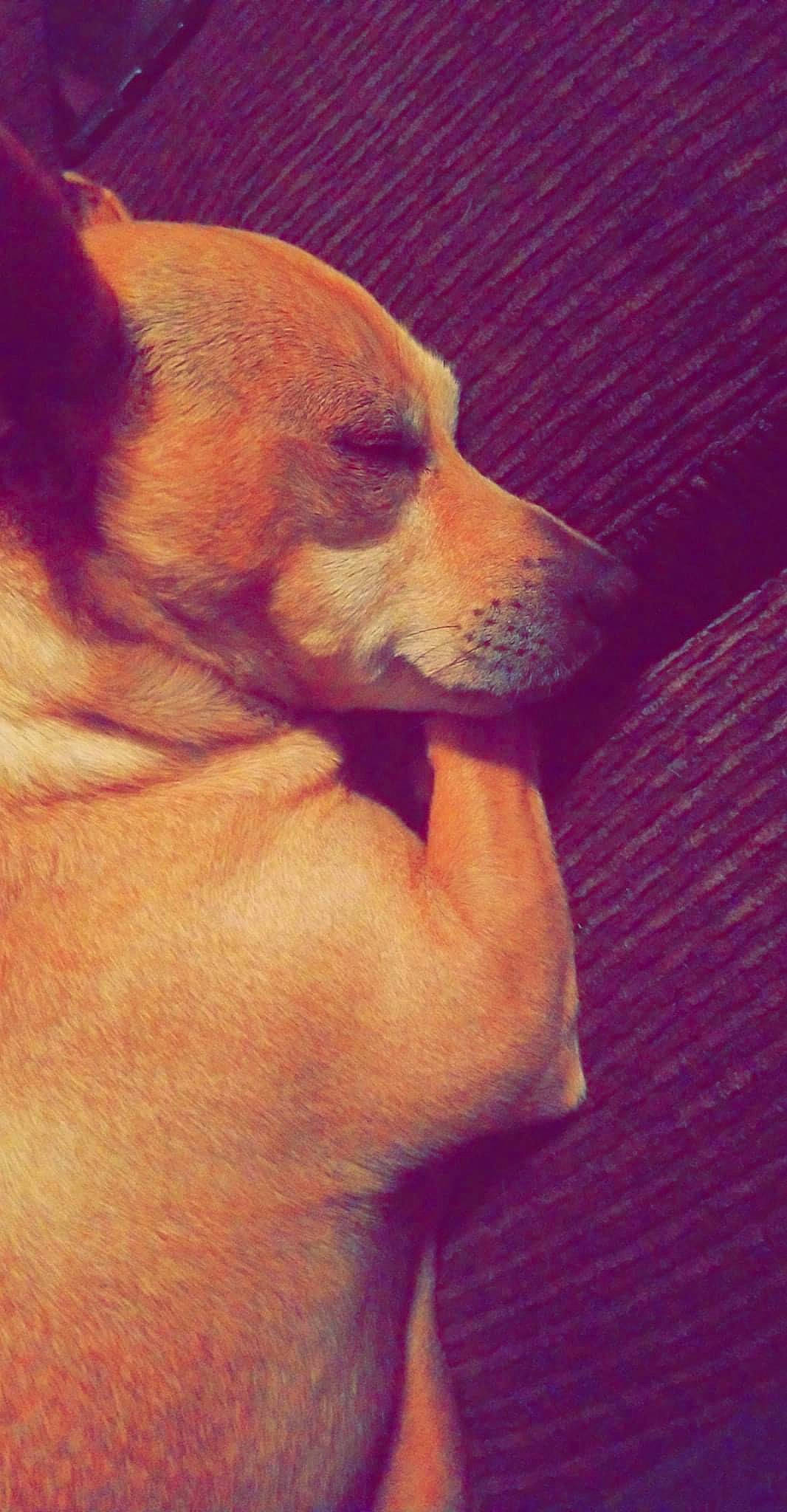 Papi joined the competition — help win amazing prizes! canidae, carnivore, cloud, companion_dog, dog, dog_breed, ear, fawn, fur, nail, paw, puppy_love, snout, spitz, sporting_group, tail, toy_dog, whiskers, wood, working_animal