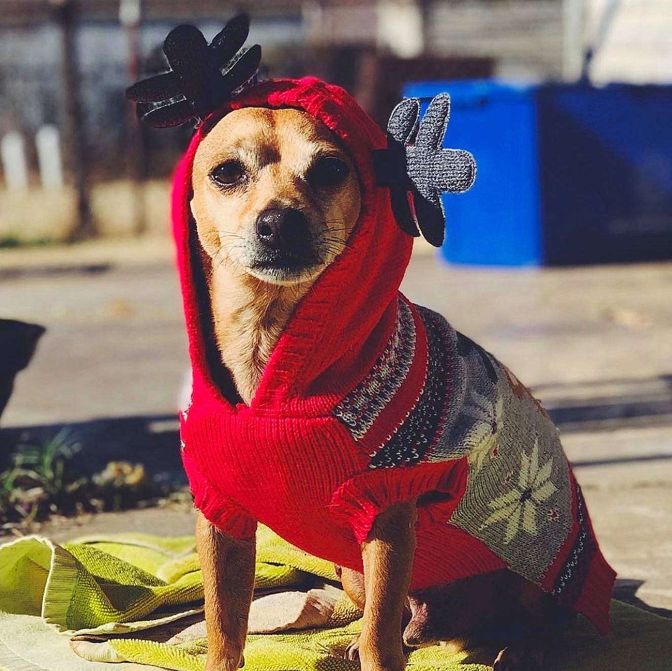 Papi joined the competition — help win amazing prizes! carmine, carnivore, collar, companion_dog, dog, dog_breed, dog_clothes, dog_collar, dog_supply, fashion_accessory, fawn, hat, leash, pattern, pet_supply, plant, snout, sporting_group, toy_dog, working_animal