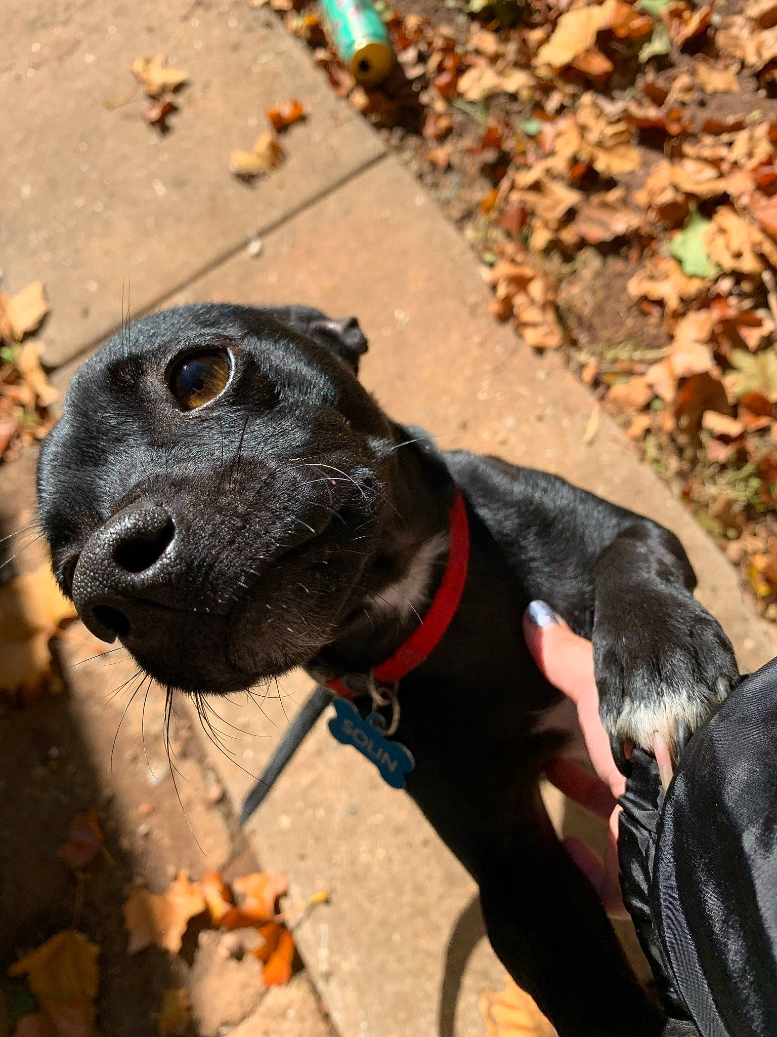 Solin joined the competition — help win amazing prizes! adventure, american_pit_bull_terrier, canidae, carnivore, dog, dog_breed, guard_dog, leash, non_sporting_group, puppy, snout, sporting_group, staffordshire_bull_terrier